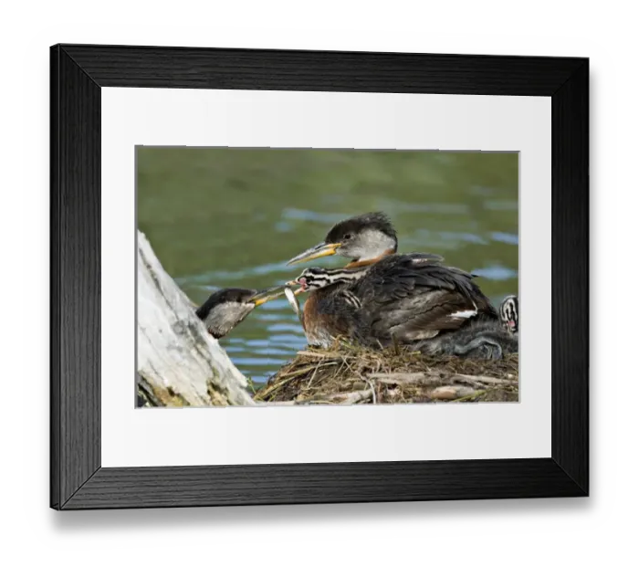 Framed Print : North America, Canada, British Columbia, Logan Lake. Red-necked Grebe (Podiceps grisegena)