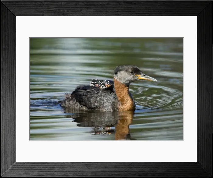 Framed Print : North America, Canada, British Columbia, Logan Lake. Red-necked Grebe (Podiceps grisegena) Framed Print : North America, Canada, British Columbia, Logan Lake. Red-necked Grebe (Podiceps grisegena)