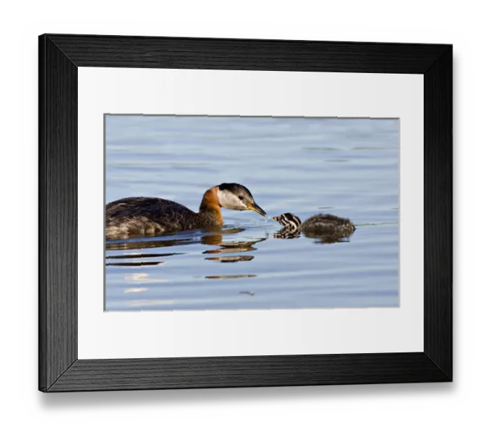 Framed Print : North America, Canada, British Columbia, Logan Lake. Red-necked Grebe (Podiceps grisegena)