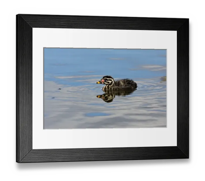Framed Print : North America, Canada, British Columbia, Logan Lake. Red-necked Grebe (Podiceps grisegena)