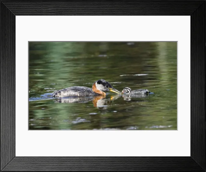 Framed Print : North America, Canada, British Columbia, Logan Lake. Red-necked Grebe (Podiceps grisegena)