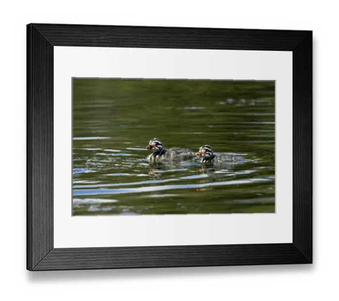 Framed Print : North America, Canada, British Columbia, Logan Lake. Red-necked Grebe (Podiceps grisegena) chicks