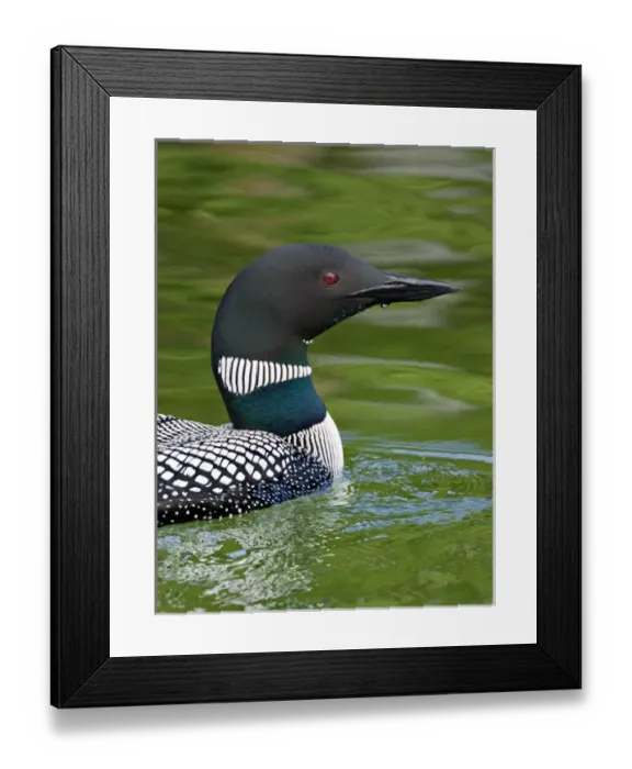 Framed Print : North America, Canada, British Columbia, Lac Le Jeune. Common Loon (Gavia immer)