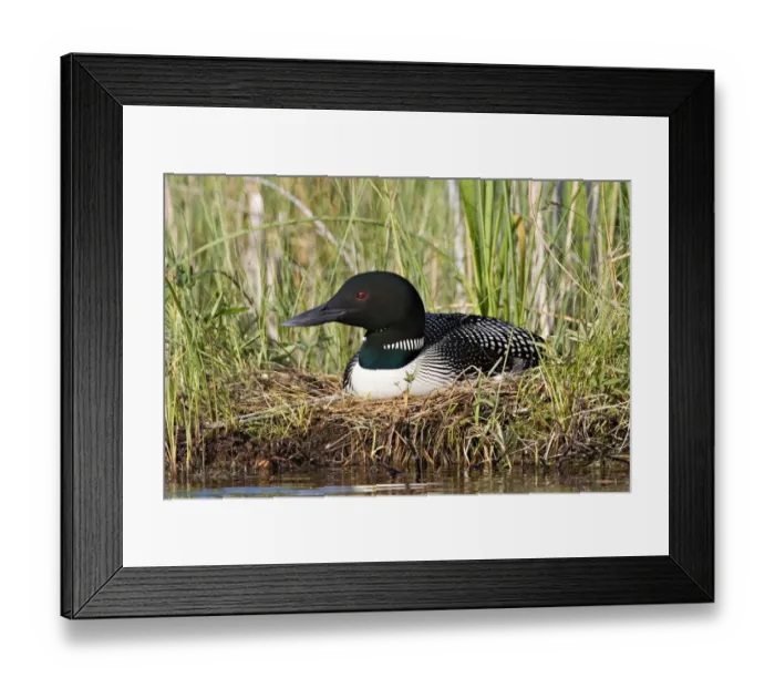 Framed Print : North America, Canada, British Columbia, Lac Le Jeune. Common Loon (Gavia immer) on nest Framed Print : North America, Canada, British Columbia, Lac Le Jeune. Common Loon (Gavia immer) on nest