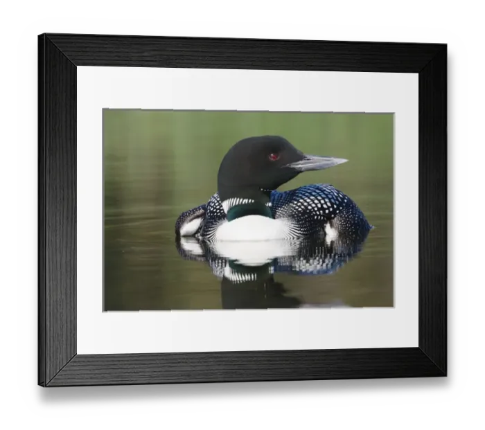 Framed Print : North America, Canada, British Columbia, Lac Le Jeune. Common Loon (Gavia immer) Framed Print : North America, Canada, British Columbia, Lac Le Jeune. Common Loon (Gavia immer)