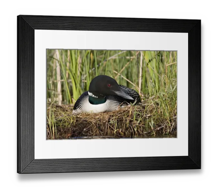 Framed Print : North America, Canada, British Columbia, Lac Le Jeune. Common Loon (Gavia immer) on nest