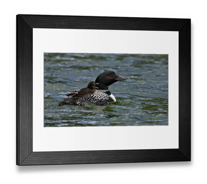 Framed Print : North America, Canada, British Columbia, Lac Le Jeune. Common Loon (Gavia immer)