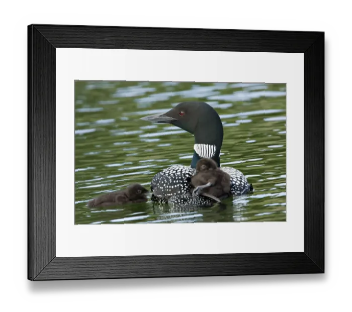 Framed Print : North America, Canada, British Columbia, Lac Le Jeune. Common Loon (Gavia immer) Framed Print : North America, Canada, British Columbia, Lac Le Jeune. Common Loon (Gavia immer)