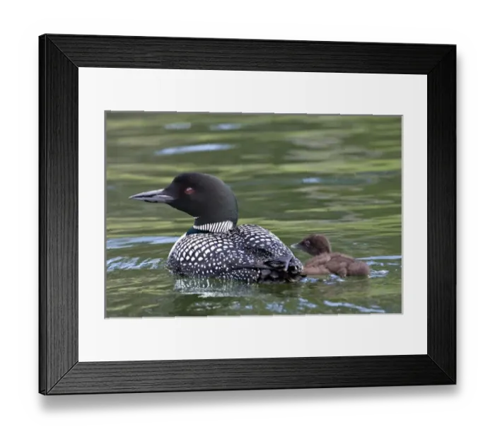 Framed Print : North America, Canada, British Columbia, Lac Le Jeune. Common Loon (Gavia immer) Framed Print : North America, Canada, British Columbia, Lac Le Jeune. Common Loon (Gavia immer)