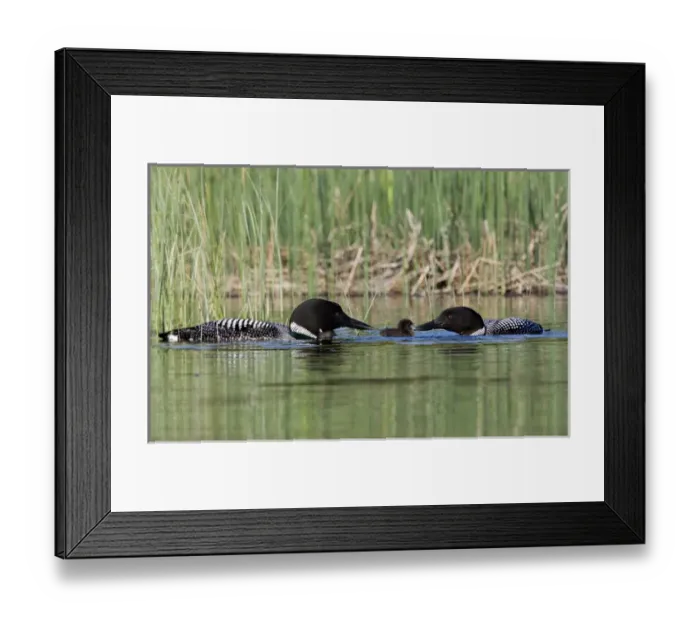 Framed Print : North America, Canada, British Columbia, Lac Le Jeune. Common Loon (Gavia immer) Framed Print : North America, Canada, British Columbia, Lac Le Jeune. Common Loon (Gavia immer)