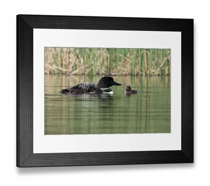Framed Print : North America, Canada, British Columbia, Lac Le Jeune. Common Loon (Gavia immer) Framed Print : North America, Canada, British Columbia, Lac Le Jeune. Common Loon (Gavia immer)