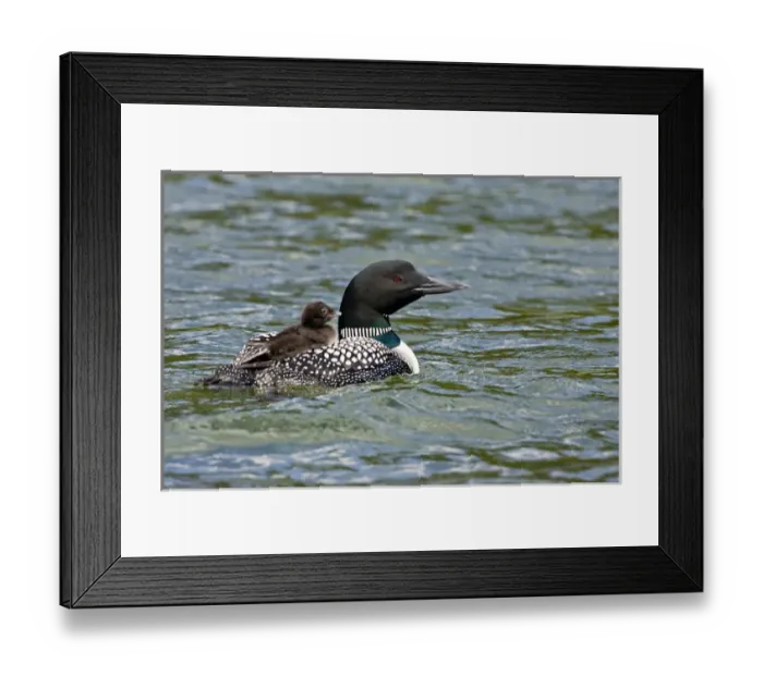 Framed Print : North America, Canada, British Columbia, Lac Le Jeune. Common Loon (Gavia immer)