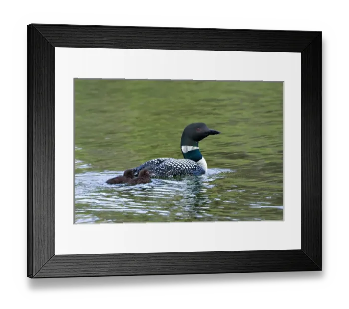 Framed Print : North America, Canada, British Columbia, Lac Le Jeune. Common Loon (Gavia immer) Framed Print : North America, Canada, British Columbia, Lac Le Jeune. Common Loon (Gavia immer)