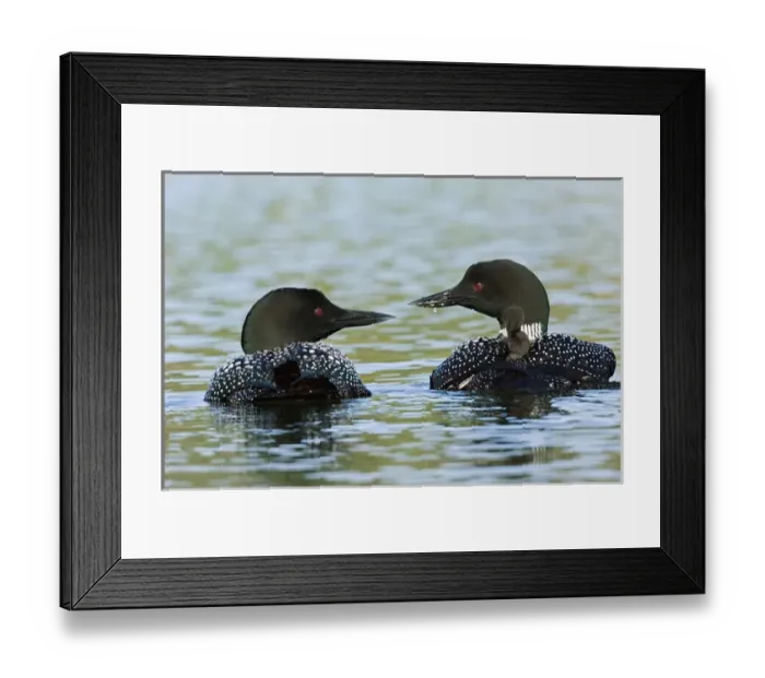 Framed Print : North America, Canada, British Columbia, Lac Le Jeune. Common Loon (Gavia immer) Framed Print : North America, Canada, British Columbia, Lac Le Jeune. Common Loon (Gavia immer)