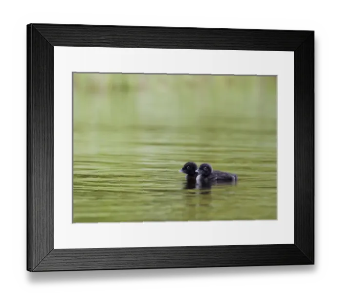 Framed Print : North America, Canada, British Columbia. Two Common Loon, chicks, (Gavia immer) Framed Print : North America, Canada, British Columbia. Two Common Loon, chicks, (Gavia immer)