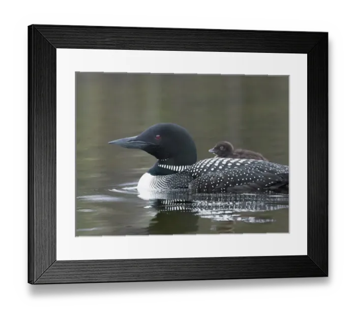 Framed Print : North America, Canada, British Columbia. Common Loon, (Gavia immer) with a chick Framed Print : North America, Canada, British Columbia. Common Loon, (Gavia immer) with a chick