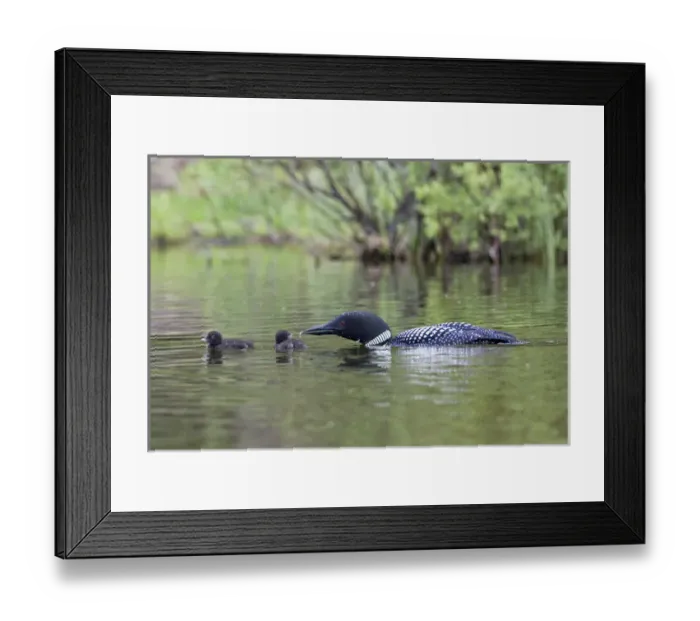 Framed Print : North America, Canada, British Columbia. Common Loon, (Gavia immer) giving an aquatic Framed Print : North America, Canada, British Columbia. Common Loon, (Gavia immer) giving an aquatic