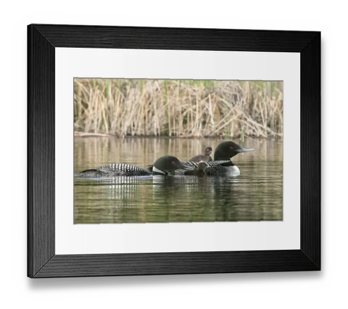 Framed Print : North America, Canada, British Columbia. Common Loon, (Gavia immer) family. One adult Framed Print : North America, Canada, British Columbia. Common Loon, (Gavia immer) family. One adult