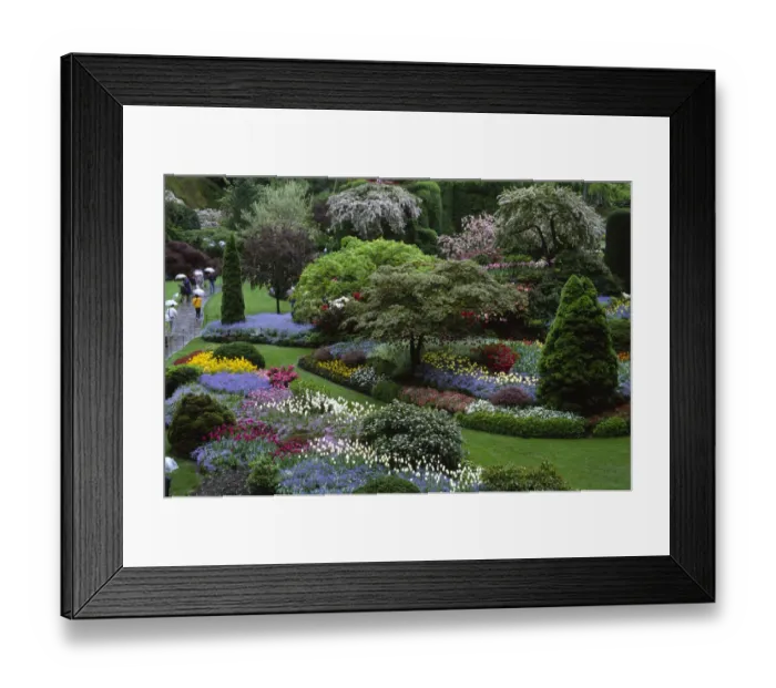 Framed Print : Canada, Vancouver Island, Victoria, Butchart Gardens Framed Print : Canada, Vancouver Island, Victoria, Butchart Gardens