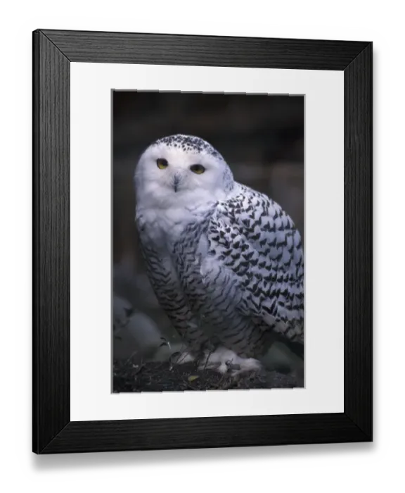 Framed Print : North America, Canada, British Columbia, Vancouver Island Snowy white owl