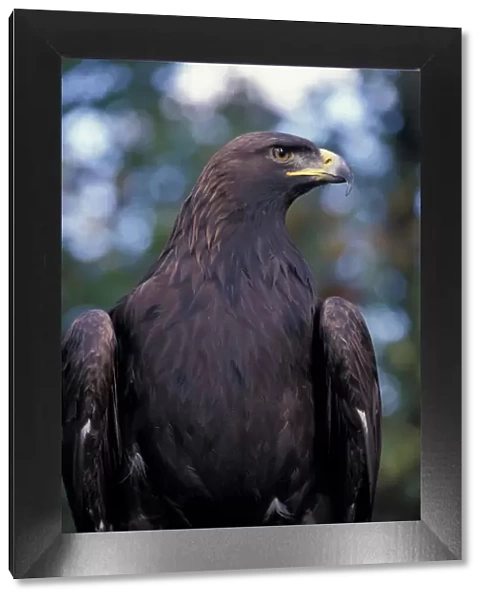 North America, Canada, British Columbia, Vancouver Island Golden eagle