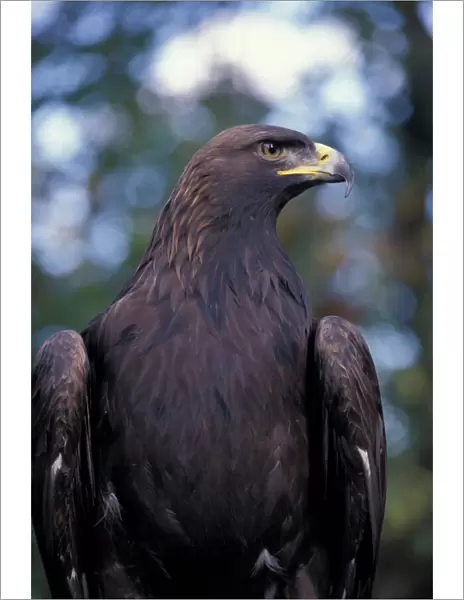 North America, Canada, British Columbia, Vancouver Island Golden eagle
