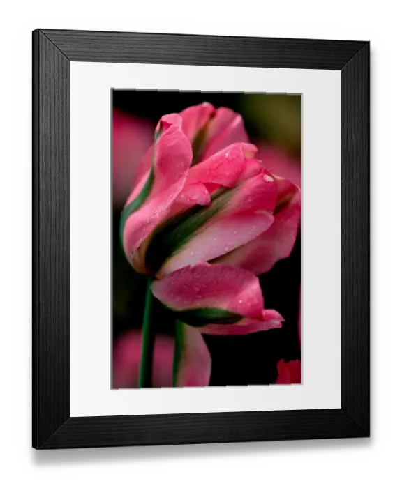 Framed Print : 02. Greenland Tulip, Butchart Gardens, British Columbia Framed Print : 02. Greenland Tulip, Butchart Gardens, British Columbia