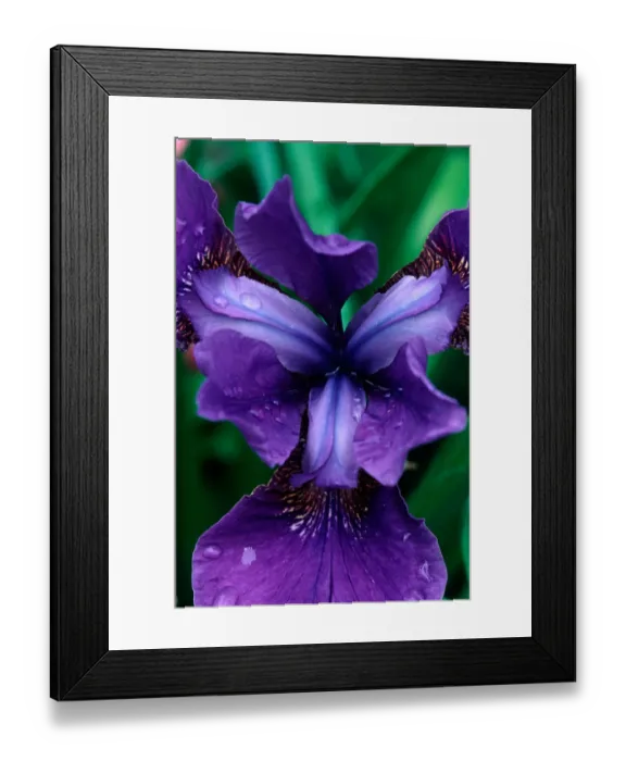 Framed Print : Siberian Iris, Iris sibrica, Butchart Gardens, British Columbia, Canada