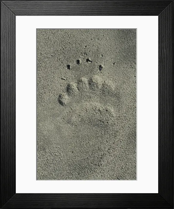 Framed Print : Grizzly Bear rear footprint along Alsek River, Tatshenshini-Alsek Provincial Wilderness Park Framed Print : Grizzly Bear rear footprint along Alsek River, Tatshenshini-Alsek Provincial Wilderness Park