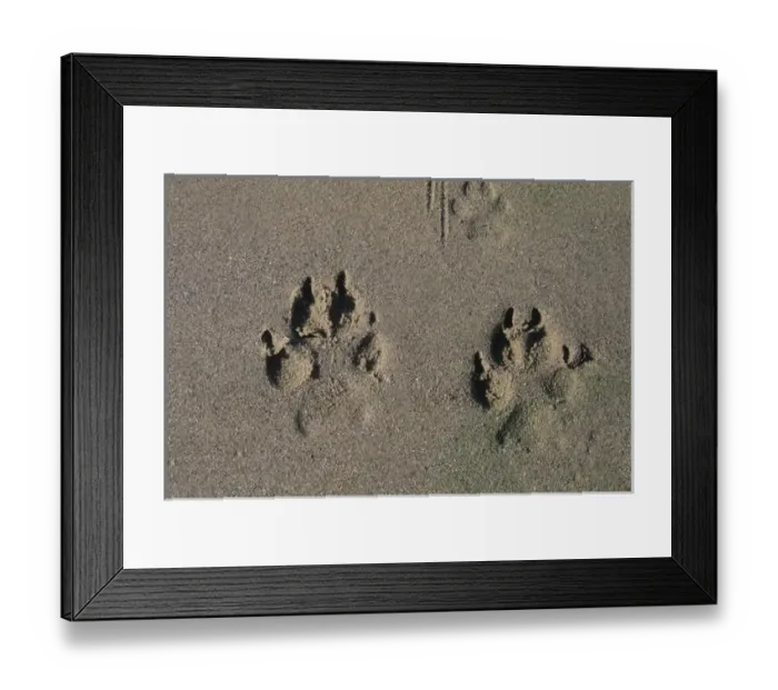 Framed Print : Wolf tracks along sandy beach of a lake in Caribou Mountains, British Columbia, Canada Framed Print : Wolf tracks along sandy beach of a lake in Caribou Mountains, British Columbia, Canada