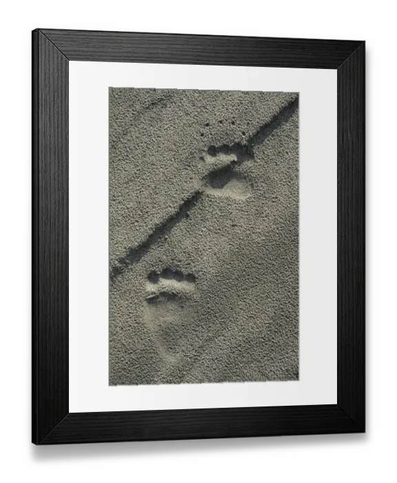 Framed Print : Grizzly Bear tracks along Alsek River, Tatshenshini-Alsek Provincial Wilderness Park Framed Print : Grizzly Bear tracks along Alsek River, Tatshenshini-Alsek Provincial Wilderness Park