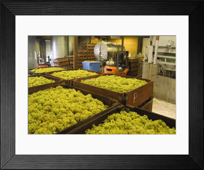 Framed Print : Harvested white grapes in the production area of Grey Monk Estate Winery in the northern