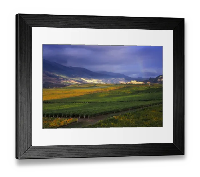 Framed Print : Stormy sky over the fall-colored vineyards and winery of Burrowing Owl Winery with Framed Print : Stormy sky over the fall-colored vineyards and winery of Burrowing Owl Winery with