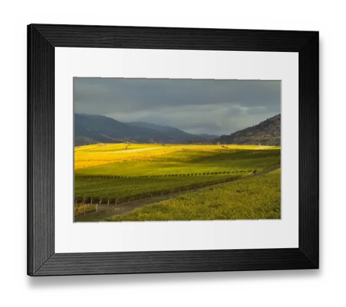 Framed Print : Stormy sky over the fall-colored vineyards of Burrowing Owl Wineryi in the Okanagan Framed Print : Stormy sky over the fall-colored vineyards of Burrowing Owl Wineryi in the Okanagan