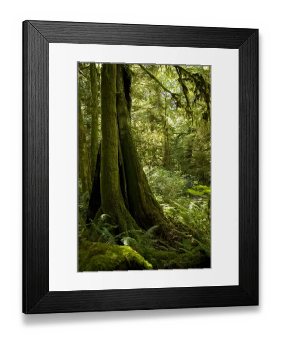 Framed Print : Temperate rain forest, Gibsons, BC, Canada Framed Print : Temperate rain forest, Gibsons, BC, Canada