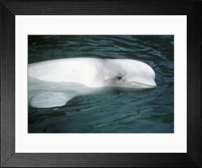 Framed Print : Beluga Whale (Delphinapterus leucas) Captive, Vancouver Aquarium, BC, Canada