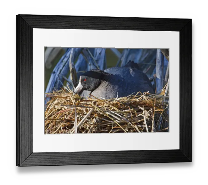 Framed Print : American Coor (Fulica americana) hen (female) nesting British Columbia, Canada