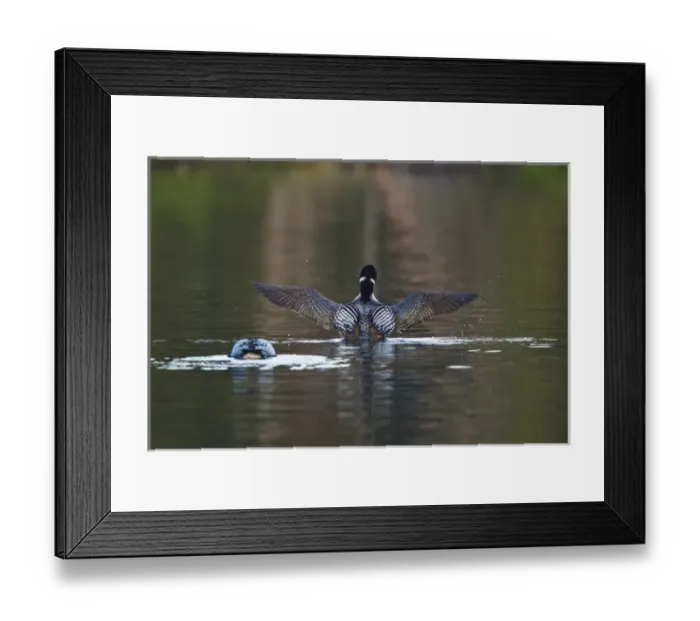 Framed Print : North America, Canada, British Columbia near Kamloops, Common Loon (Gavia immer) Framed Print : North America, Canada, British Columbia near Kamloops, Common Loon (Gavia immer)