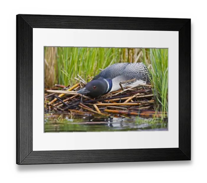 Framed Print : North America, Canada, British Columbia near Kamloops, Common Loon (Gavia immer)