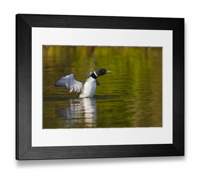 Framed Print : North America, Canada, British Columbia near Kamloops, Common Loon (Gavia immer) Framed Print : North America, Canada, British Columbia near Kamloops, Common Loon (Gavia immer)
