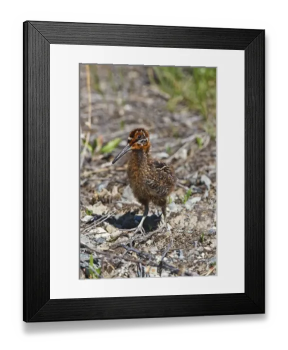 Framed Print : North America, Canada, British Columbia near Kamloops, Common Snipe (Gallinago gallinago Framed Print : North America, Canada, British Columbia near Kamloops, Common Snipe (Gallinago gallinago