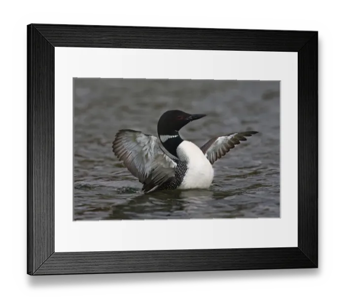 Framed Print : North America, Canada, British Columbia near Kamloops, Common Loon (Gavia immer) Framed Print : North America, Canada, British Columbia near Kamloops, Common Loon (Gavia immer)