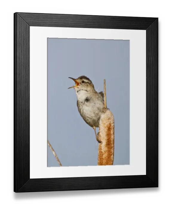 Framed Print : North America, Canada, British Columbia near Kamloops, Marsh Wren (Cistothorus palustris) Framed Print : North America, Canada, British Columbia near Kamloops, Marsh Wren (Cistothorus palustris)