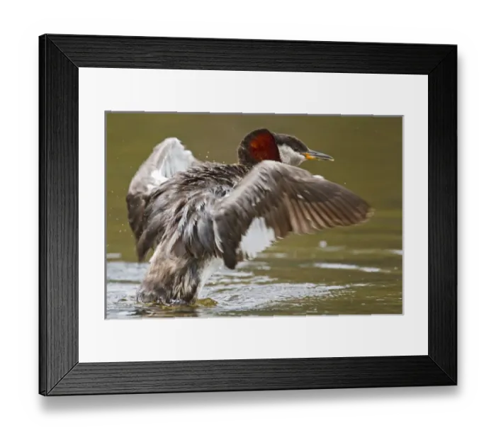 Framed Print : North America, Canada, British Columbia, Red-necked Grebe (Podiceps grisegena) adult flapping wings