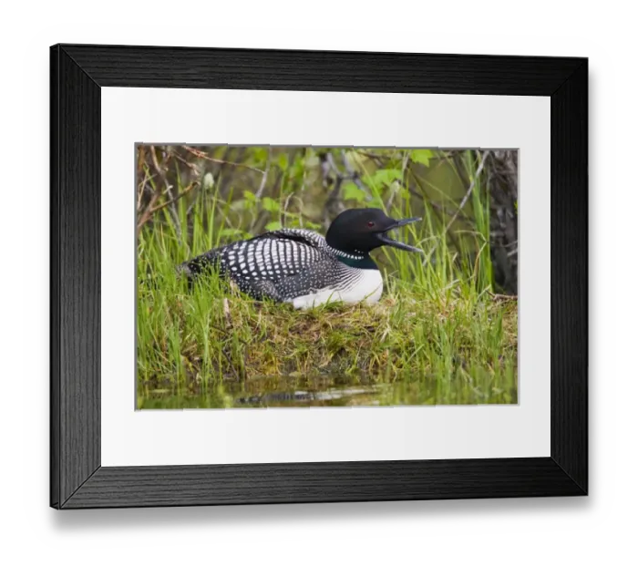 Framed Print : North America, Canada, British Columbia near Kamloops, Common Loon (Gavia immer) Framed Print : North America, Canada, British Columbia near Kamloops, Common Loon (Gavia immer)