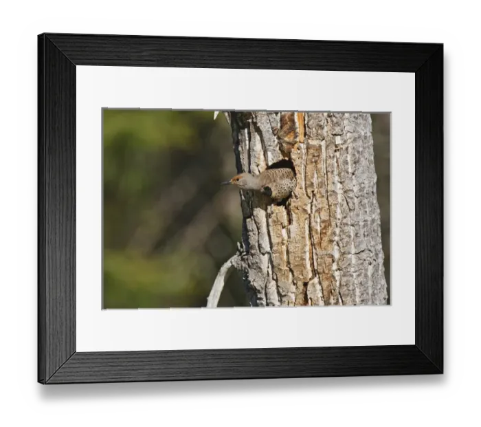 Framed Print : North America, Canada, British Columbia near Kamloops, Northern Flicker (Colaptes auratus)