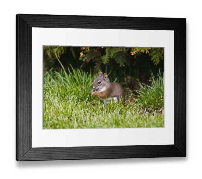 Framed Print : North America, Canada, British Columbia, Red Squirrel (Pine Squirrel) Tamiasciurus hudsonicus