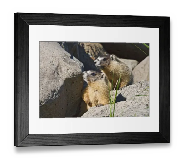 Framed Print : North America, Canada, British Columbia, Yellow-bellied Marmot (Marmota flaviventris) Framed Print : North America, Canada, British Columbia, Yellow-bellied Marmot (Marmota flaviventris)