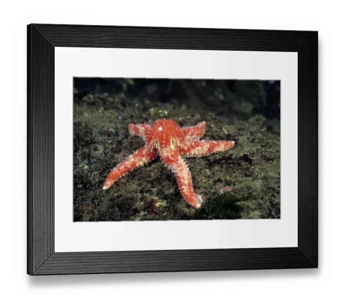 Framed Print : Pink sea star, British Columbia Framed Print : Pink sea star, British Columbia