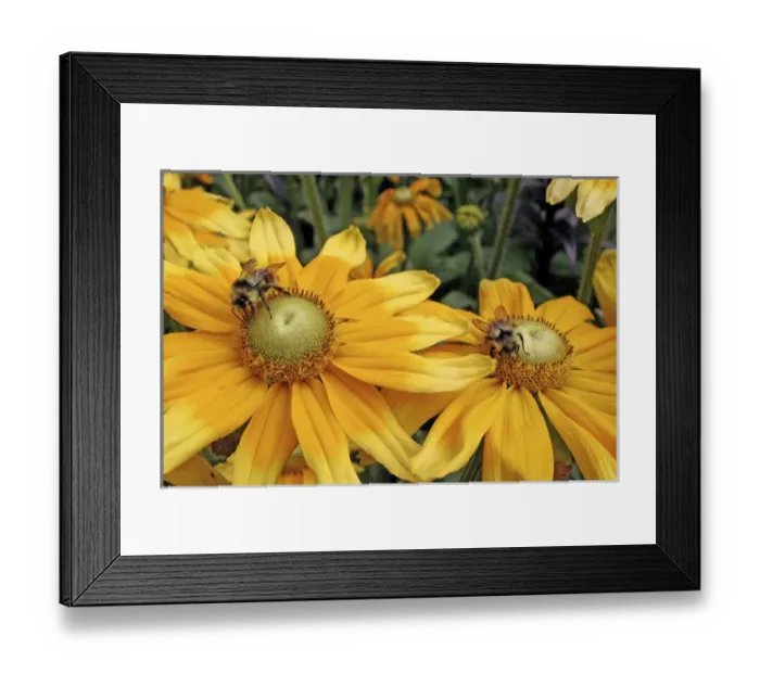Framed Print : Bees on yellow flowers Butchart Gardens Victoria British Columbia Canada